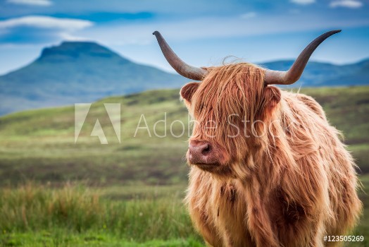 Picture of Furry highland cow in Isle of Skye Scotland